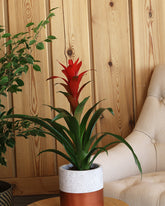 نبتة قوزمينيا بزهور حمراء حوض من الاسمنت باللون النحاسي اللامع ممزوج باللون الابيض